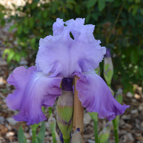 Iris germanica Cumulus
