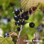 Collection Petits Fruits cassis, casseille loganberry