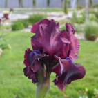 Iris Fortunate Son