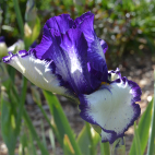Iris Rare Quality