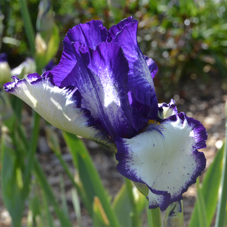 Iris Rare Quality