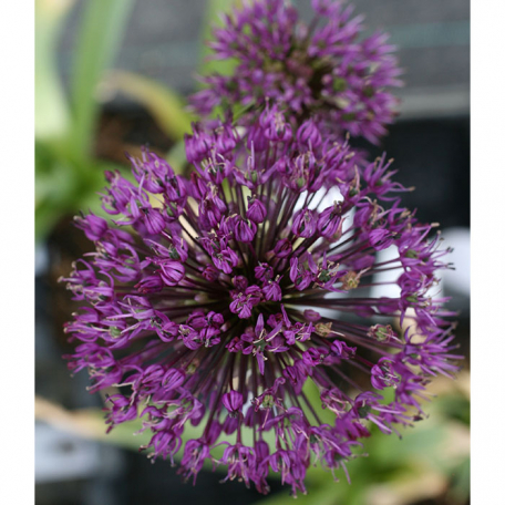 Allium Purple sensation