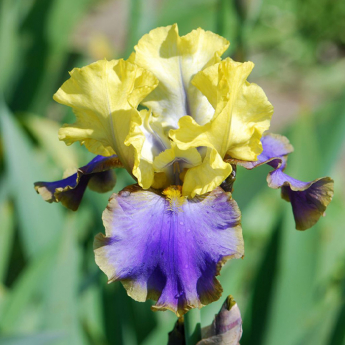 Iris Tumultueux