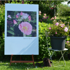 Rosier arbuste rose Roseraie de Morailles® Evejardisor
