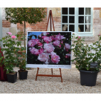 Jardin de la Javelière® rosier buisson rose