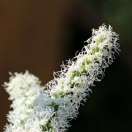 Liatris spicata Floristan white