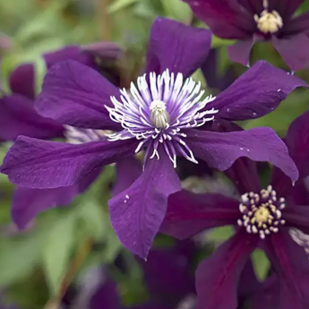 Clematis viticella 'Panther'