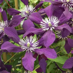 Clematis viticella Panther