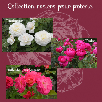 Collection rosiers pour poterie
