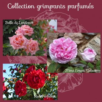 Collection Grimpants parfumés