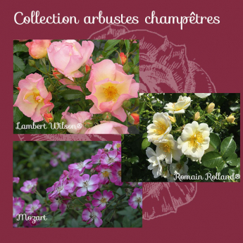 Collection arbustes champêtres