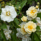 Thermidor rosier buisson blanc 