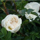 Paula Vapelle rosier arbuste parfumé