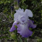 Iris germanica Cumulus