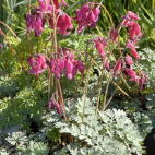 Dicentra formosa King of hearts vivace rose