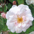 Marie Pavie rosier blanc