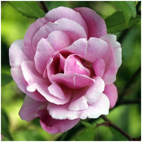 Old Blush (rosier du Bengale rose)