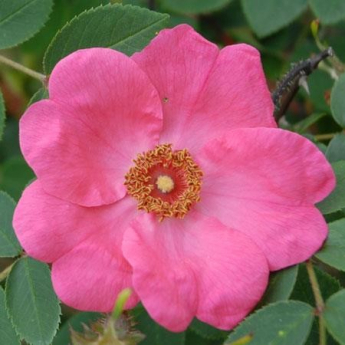 Rosier arbuste rosa Davidii