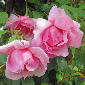 Lijiang Rose (Lijiang Road Rose)