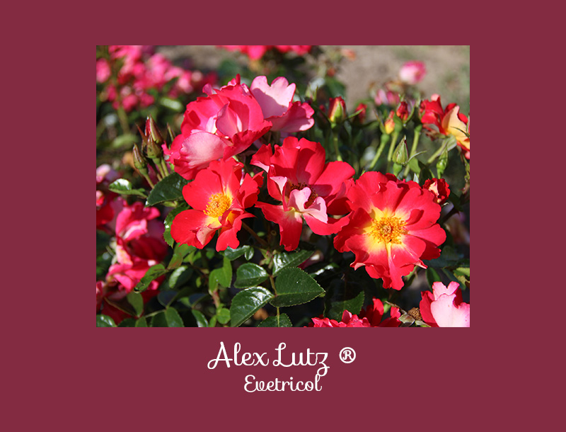 Alex Lutz rosier buisson coloré