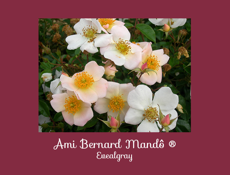 Concours de roses Ami Bernard Mandô