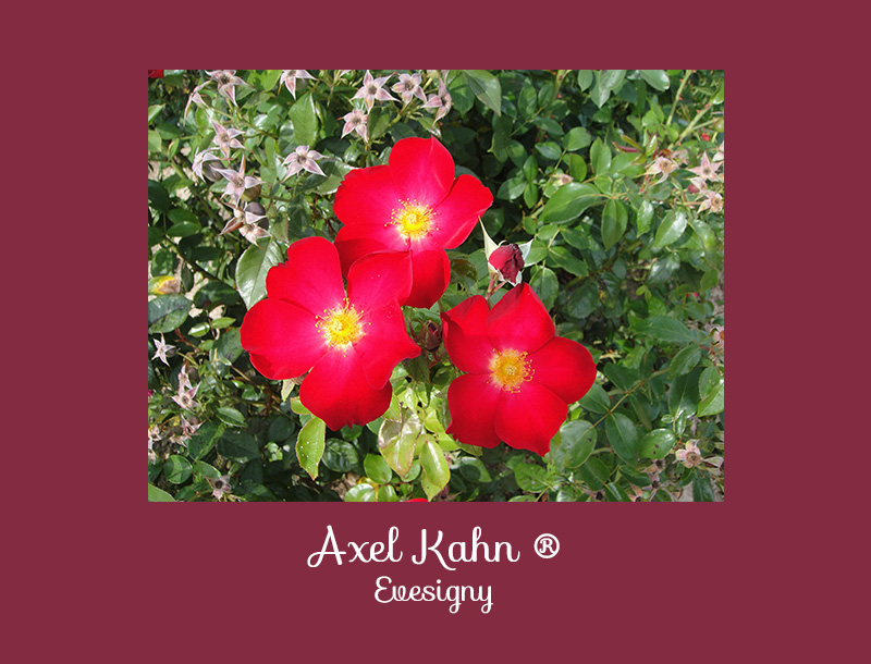 concours de roses Axel Kahn