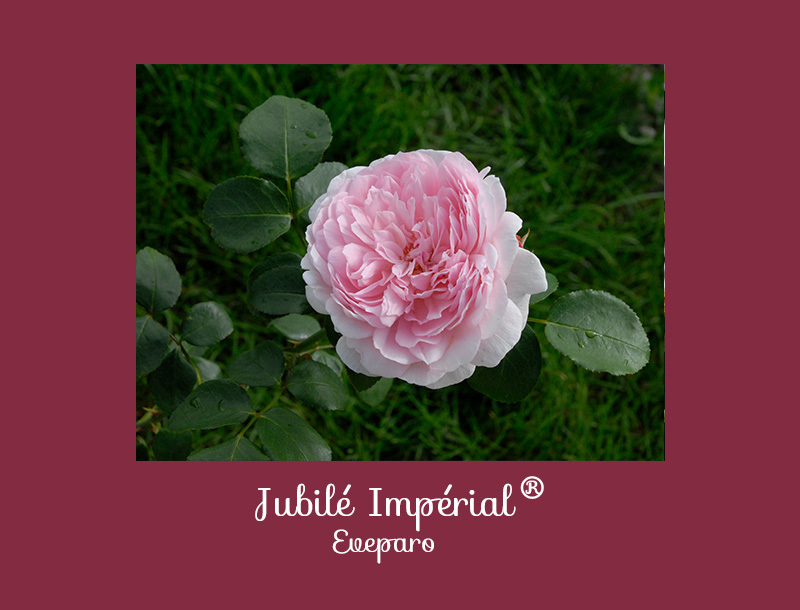 Prix du parfum Rosier Jubile Imperial