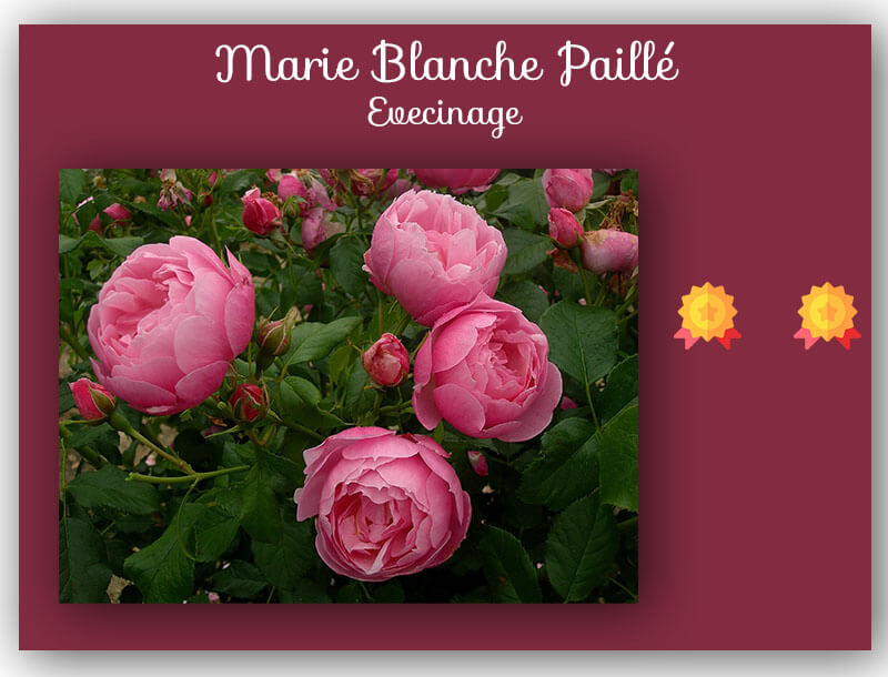 Rosier buisson Marie Blanche Paille