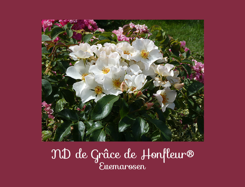 Notre Dame de Grace de Honfleur rosier récompensé