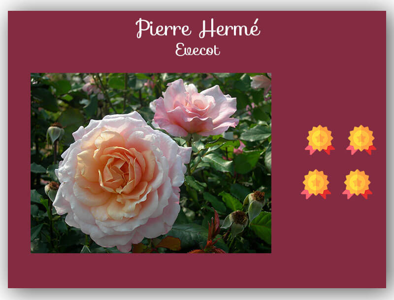 Gagnant concours de rose Pierre Hermé