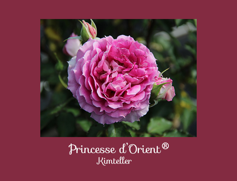 Princesse D'Orient dans les concours de rose
