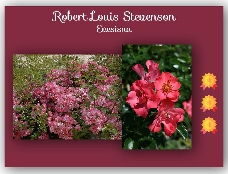 Concours de rose Robert Louis Stevenson