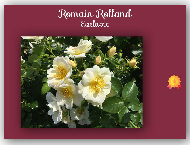 Récompense concours de Rose Romain Rolland