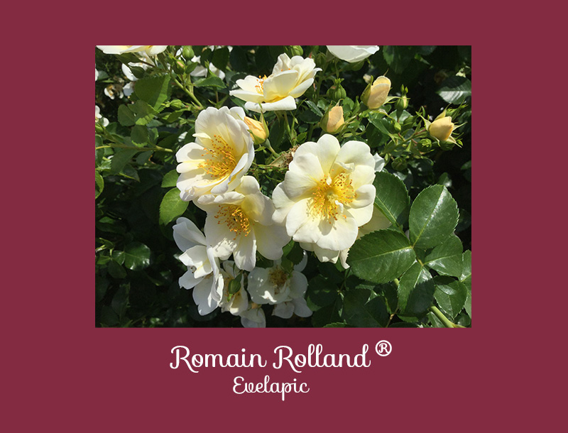 Récompense concours de Rose Romain Rolland