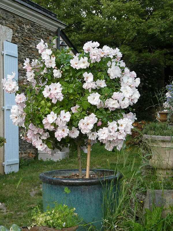 Comment planter et entretenir vos rosier en pot ? - Roses André Eve