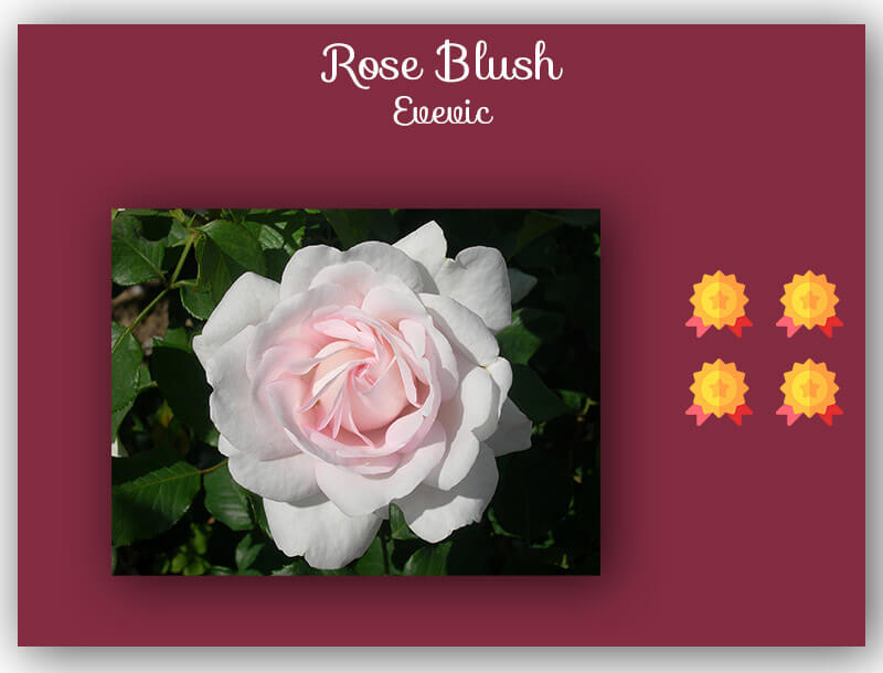 Gagnant concours de rose Rose Blush