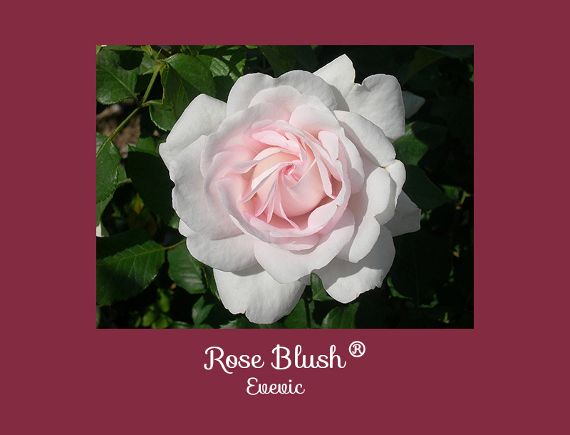 Gagnant concours de rose Rose Blush