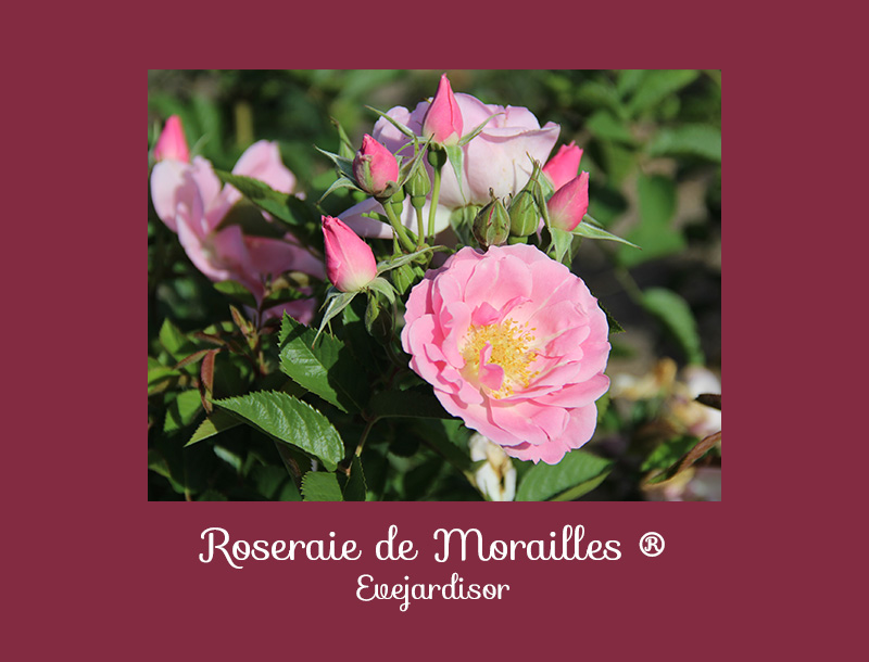 Roseraie de Morailles rosier récompensé